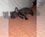 Small Photo #9 French Bulldog Puppy For Sale in CANYON COUNTRY, CA, USA
