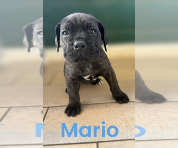 Medium Photo #1 Cane Corso Puppy For Sale in HUNTSVILLE, TN, USA