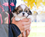 Small Photo #30 Shih Tzu Puppy For Sale in SYRACUSE, IN, USA