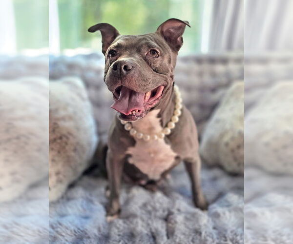 Medium Photo #2 American Pit Bull Terrier Puppy For Sale in Westminster, MA, USA