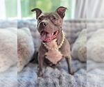 Small #1 American Pit Bull Terrier