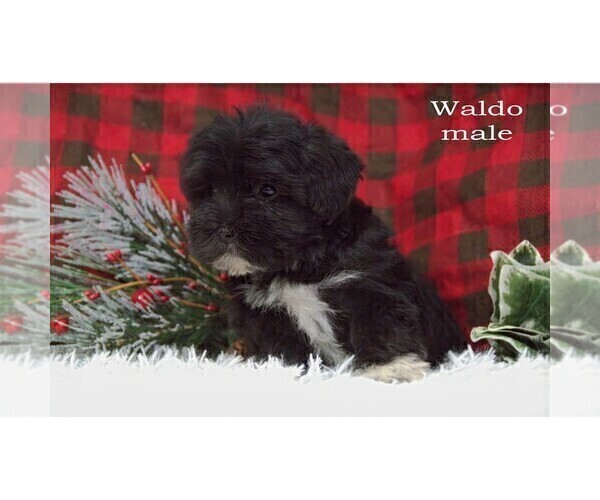 Medium Photo #4 Havanese Puppy For Sale in CLARE, MI, USA