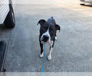 American Pit Bull Terrier-Unknown Mix Dogs for adoption in Houston, TX, USA