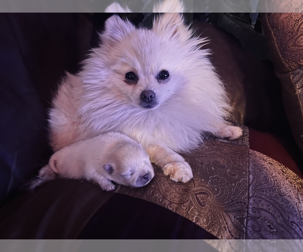 Medium Photo #1 Pomeranian Puppy For Sale in GRAND JUNCTION, CO, USA