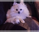Small Photo #1 Pomeranian Puppy For Sale in GRAND JUNCTION, CO, USA