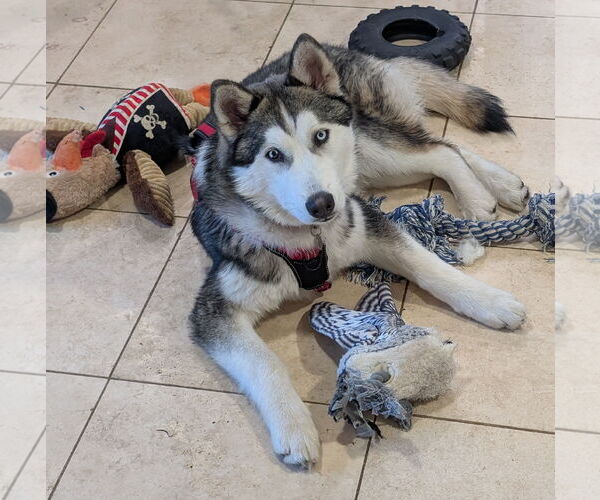 Medium Photo #1 Siberian Husky-Unknown Mix Puppy For Sale in Aurora, CO, USA