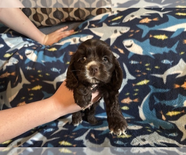 Medium Photo #51 Cocker Spaniel Puppy For Sale in COLBERT, GA, USA