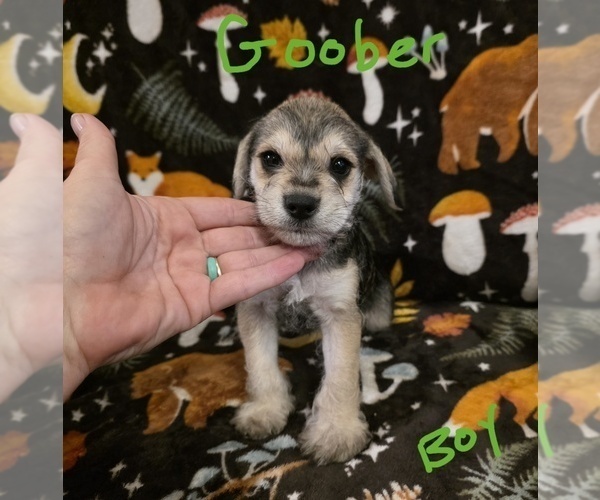 Medium Photo #22 Chizer Puppy For Sale in MONTEZUMA, GA, USA