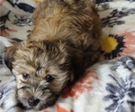 Small Photo #6 Havanese Puppy For Sale in ALBION, PA, USA