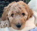 Puppy Willow Poodle (Standard)