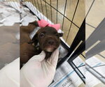 Small Labrador Retriever Mix