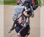 Small #3 Border Collie Mix