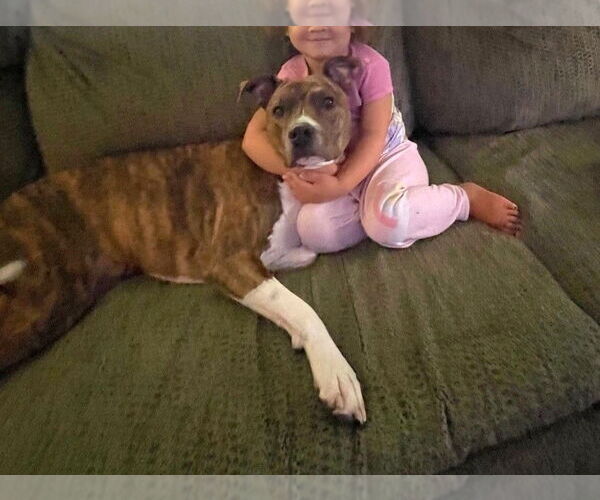 Medium Photo #4 American Staffordshire Terrier-Unknown Mix Puppy For Sale in Wheaton, IL, USA