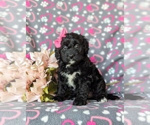 Miniature Bernedoodle Puppy for sale in GLEN ROCK, PA, USA