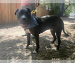 Small #5 American Pit Bull Terrier Mix