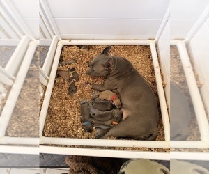 American Pit Bull Terrier Puppy for Sale in ORANGE, New Jersey USA