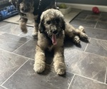 Puppy Puppy 3 Bernedoodle