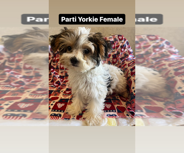 Medium Photo #4 Yorkshire Terrier Puppy For Sale in AMSTERDAM, MO, USA