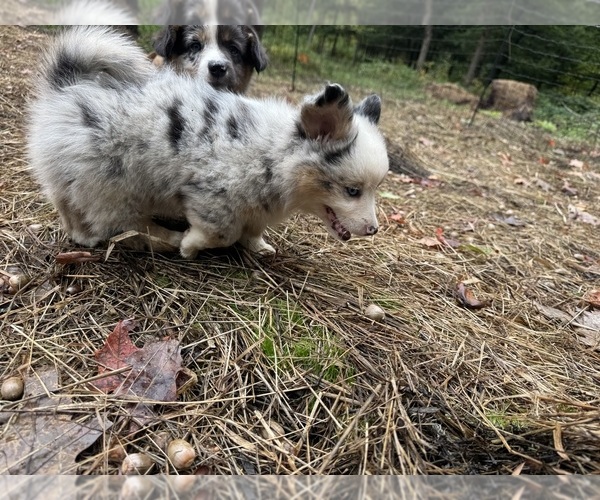 Medium Photo #5 Aussie-Corgi Puppy For Sale in ESPERANCE, NY, USA