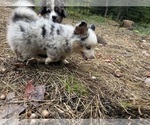 River - Female Aussie-Corgi Puppy for Sale - Photo #5
