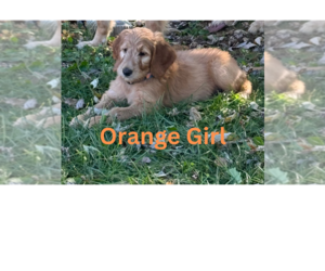 Goldendoodle Puppy for sale in UNICOI, TN, USA