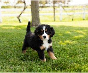Bernese Mountain Dog Puppy for Sale in SHIPSHEWANA, Indiana USA