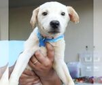 Small #3 Labrador Retriever Mix