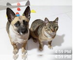 Small #5 Pembroke Welsh Corgi Mix