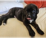 Small Photo #5 Mastiff Puppy For Sale in MERCED, CA, USA