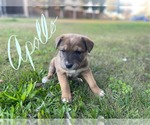 Small #1 German Shepherd Dog Mix