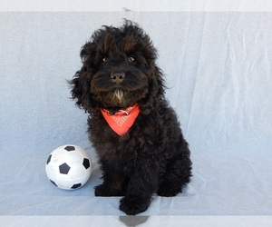 Cockapoo (Miniature) Puppy for sale in WOOSTER, OH, USA