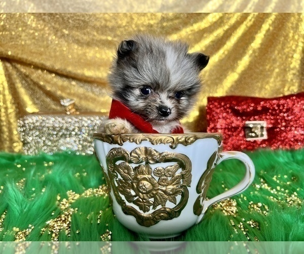 Medium Photo #33 Pomeranian Puppy For Sale in HAYWARD, CA, USA