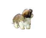 Small Photo #13 Shih Tzu Puppy For Sale in SAN DIEGO, CA, USA