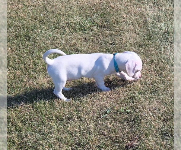 Medium Photo #1 Chiweenie Puppy For Sale in Genesee, WI, USA