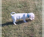 Small Chiweenie