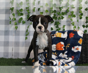 Boston Terrier Puppy for sale in MARIETTA, GA, USA