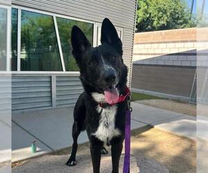 German Shepherd Dog-Unknown Mix Dogs for adoption in Las Vegas, NV, USA