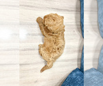 Small #3 Miniature Labradoodle