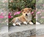 Small #1 Shiba Inu