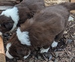 Small Photo #34 Border Collie Puppy For Sale in HARRISON, ID, USA