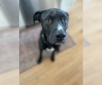 Small #3 Mutt