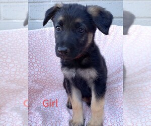 German Shepherd Dog Puppy for sale in EUGENE, OR, USA