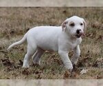 Small Photo #2 Bullboxer Pit Puppy For Sale in Mechanicsburg, PA, USA
