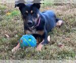 Small #1 Rottweiler Mix