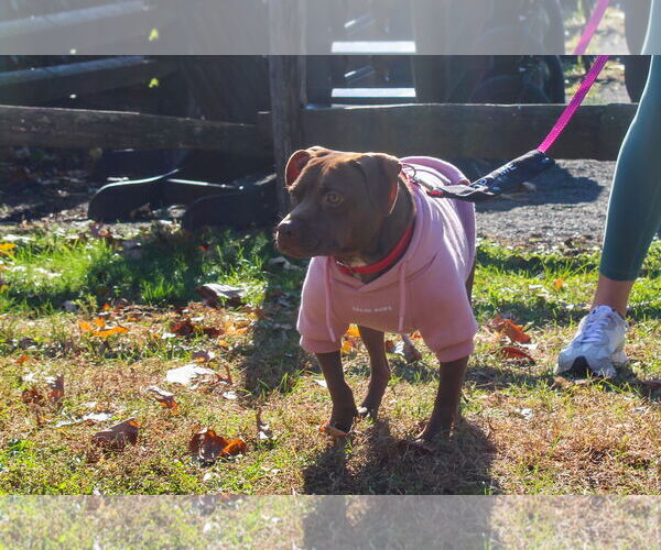 Medium Photo #20 American Pit Bull Terrier-Unknown Mix Puppy For Sale in Oakhurst, NJ, USA