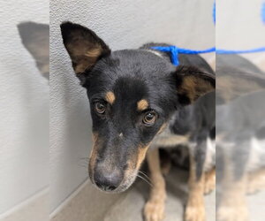 Mutt Dogs for adoption in Las Vegas, NV, USA