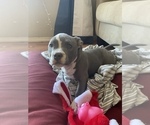 Small Photo #21 American Bully Puppy For Sale in LUBBOCK, TX, USA