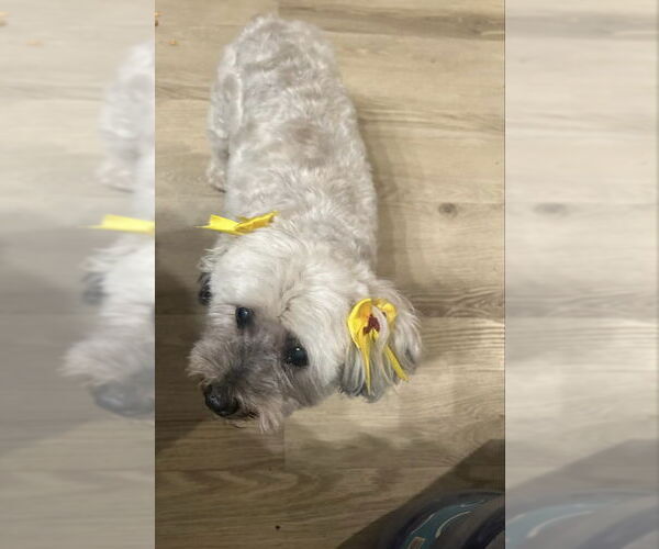 Medium Photo #2 Miniature Schnauzer-Poodle (Miniature) Mix Puppy For Sale in San Diego, CA, USA