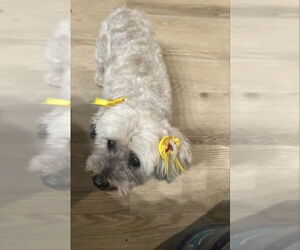 Chiquita - Female Miniature Schnauzer-Poodle (Miniature) Mix Dog for Adoption - Photo #2