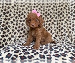 Small Cockapoo (Miniature)